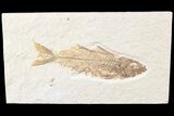 Fossil Fish (Mioplosus) From Wyoming - Uncommon Species #85528-1